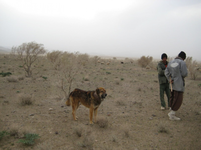 Two Shepherds