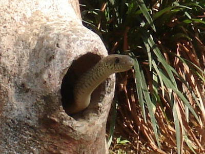 Snake-hole