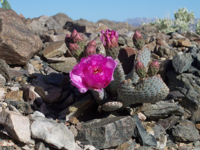 Cactus Flower