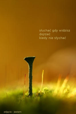 ciepło