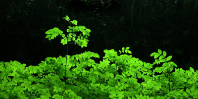 Forest Flora