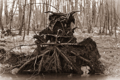 leśne duchi