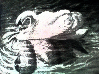 swan