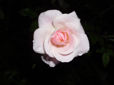 The rose wallpaper
