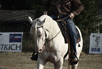 Quarter Horse - Świniary