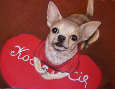 Chihuahua Niko
