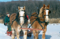 Fjord horses and sleigh