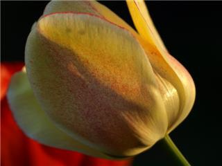 tulipany2