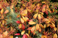 kaléidoscope d'automne - jesienny