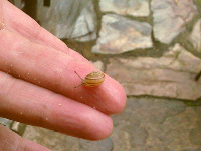 Ślimaczek