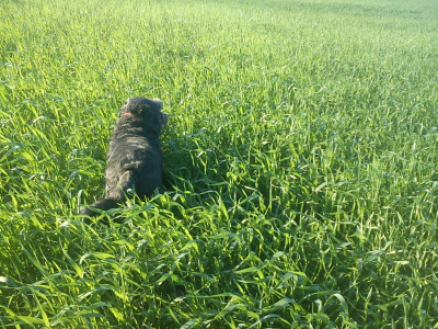 Figa w zbożu