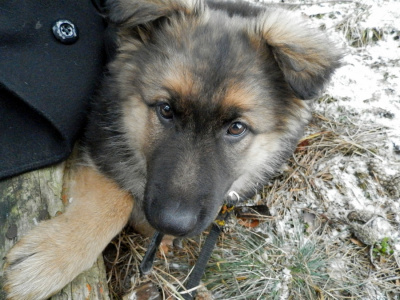 Tess