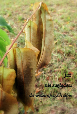 przemijanie
