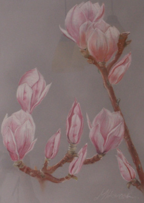 Magnolie