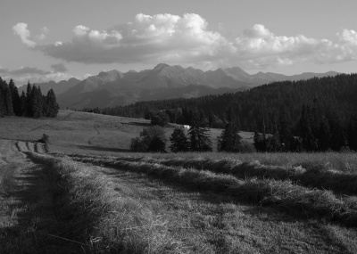 Pokosy
