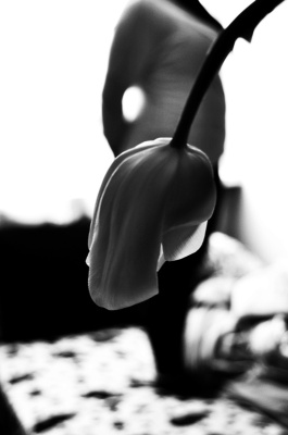 tulipan