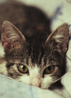 Filemon