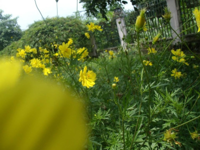 Yellow Flowers