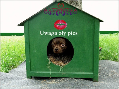 Uwaga zły pies