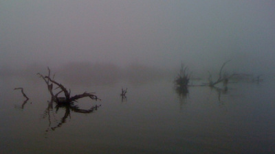 Stump Fog