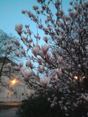 MAGNOLIE