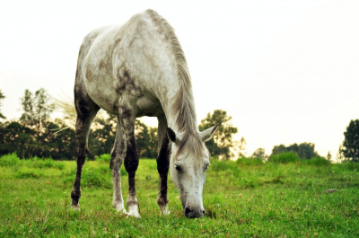 Horse.