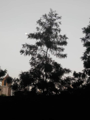 moon at 5pm