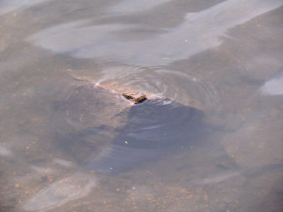 I may look like am drowning... but I still go on...
