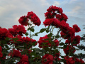 Czerwone róże  działkowe, ogródkowe - fotografia numer sześć.