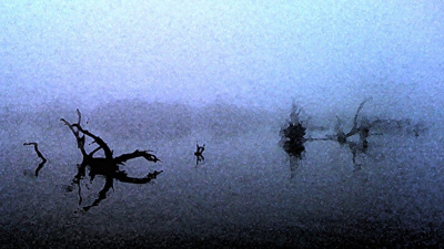 Stump Fog II