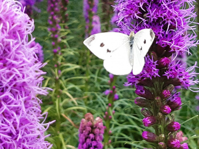 motyl