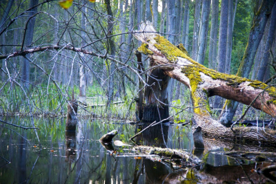 urokliwy staw