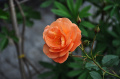Róża z Lachowic