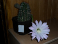 Kwitnący kaktusik - zdjęcie nr. 1