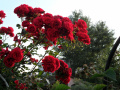 Czerwone róże  działkowe, ogródkowe - fotografia num. dwa.