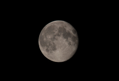 Łysy