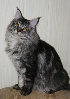 Ulisses
