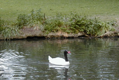 Swan on Lake