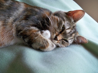 cute kitten