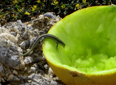 Spragniona