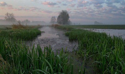 poranek na łąkach