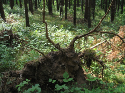 Wyjście
