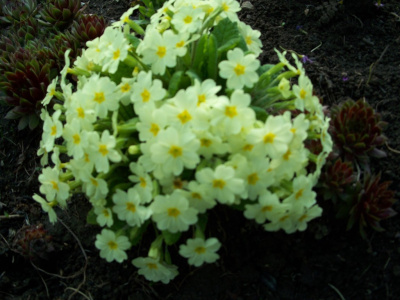 pierwiosnki