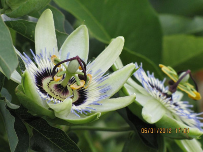 Canopy Flower 1