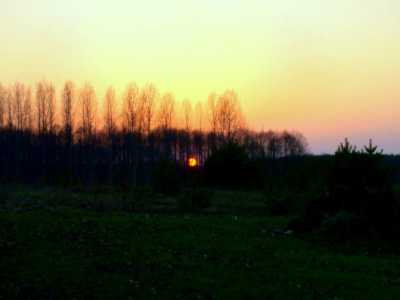 Za lasem