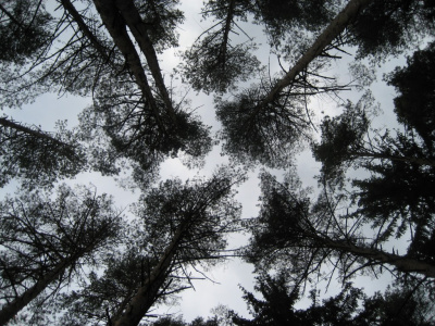 Adirondak Autumn