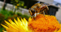 Pszczoła - całkiem zwykła