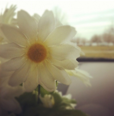 Daisy