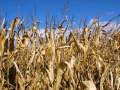 Kukurydza- jesień