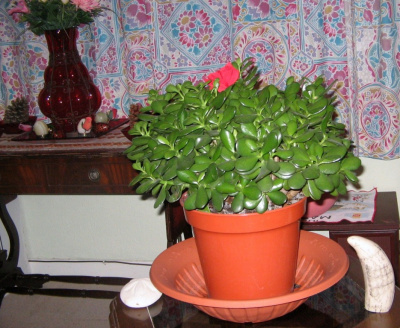 Anthony Fry Money Plant.